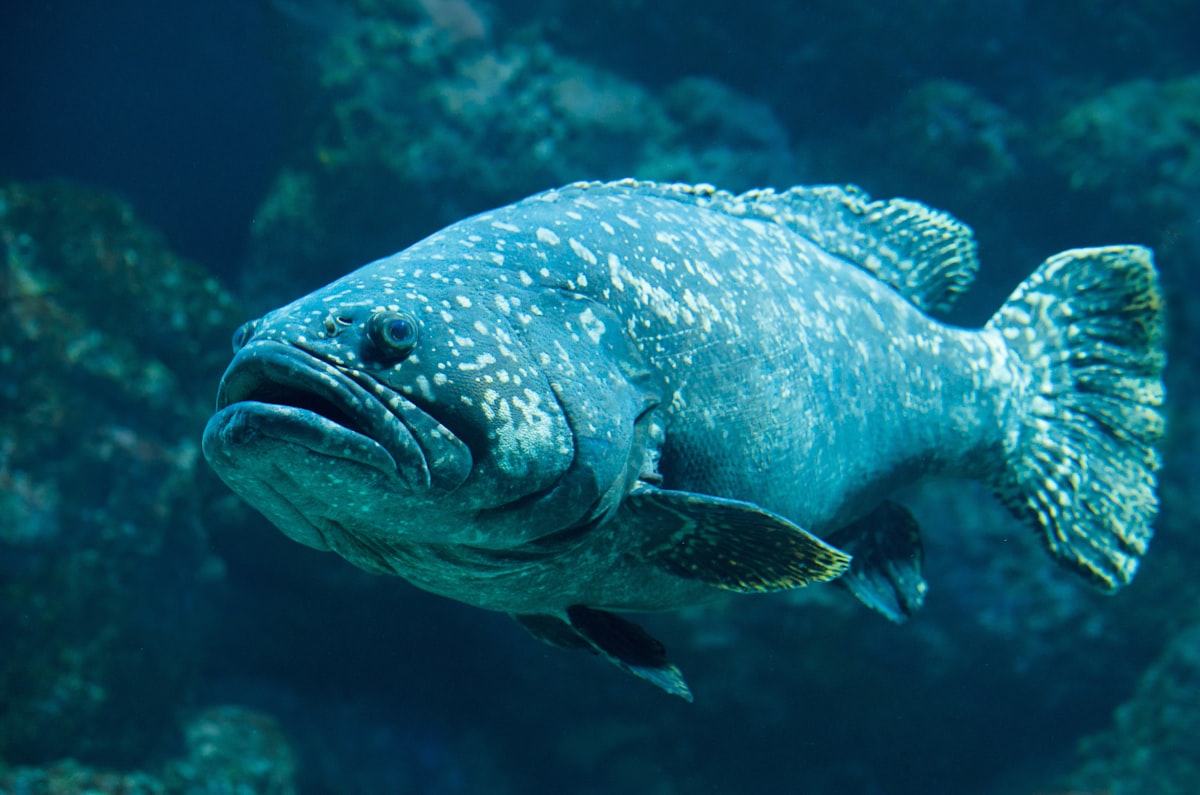 深い海の底を、ゆっくりと泳ぐ一匹の魚