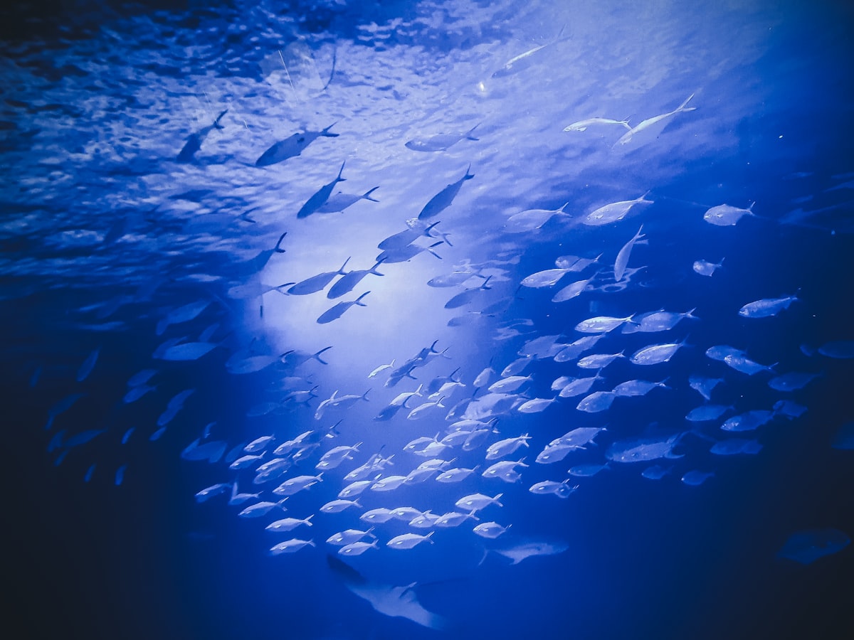 陽の差す海中を、同じ方向へ泳いでいく魚の群れ