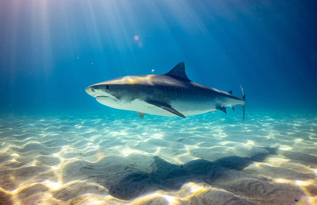 陽光が揺れる海底の砂地を、力強く泳ぐサメ